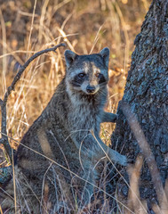 Racoon in the woods
