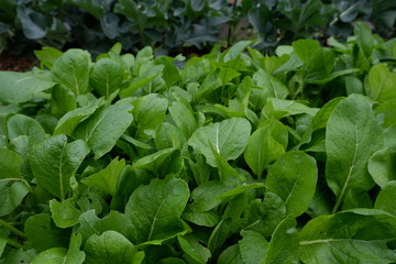 我が家の野菜畑のレタスとブロッコリーと大根
