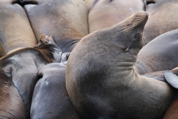 Sea lions resting peacefully in a pier