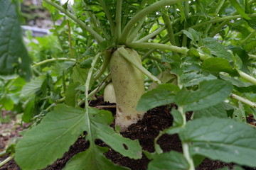 我が家の野菜畑のレタスとブロッコリーと大根