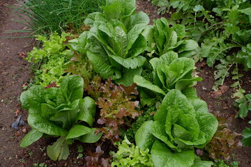 我が家の野菜畑のレタスとブロッコリーと大根