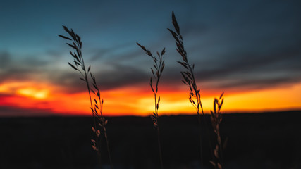 Grass Sunset