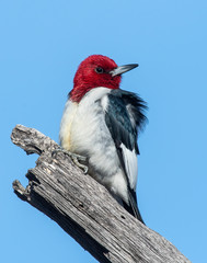 Red-headed Woodpecker on perch