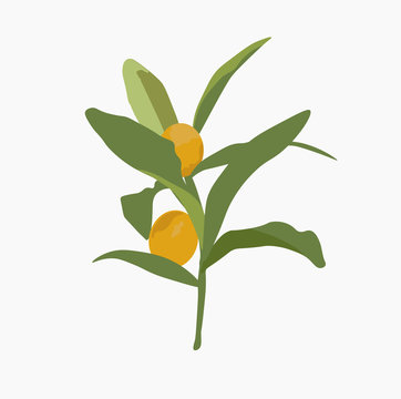 Vector stock illustration of kumquat fruit.  Ripe orange juicy round fruit Fortunella on green leaves. Isolated kunquat on a white background. For postcards banners flyers print on clothes sticker 
