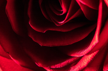 Naklejka premium Beautiful flower red rose as a background