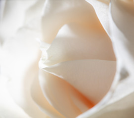 Beautiful white rose flower as a background