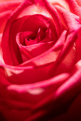 Beautiful flower red rose as a background