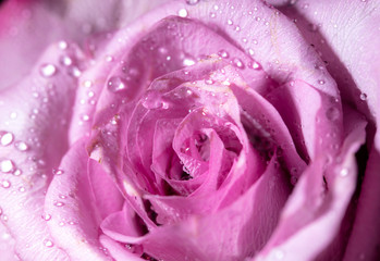 Fototapeta premium Beautiful rose flower as a background