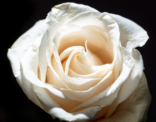 A beautiful white rose flower