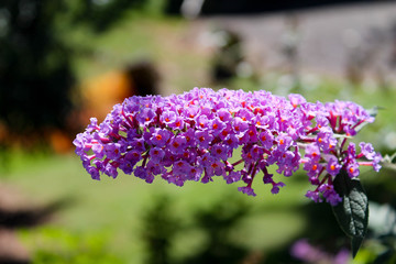 a bunch of light purple small flowers