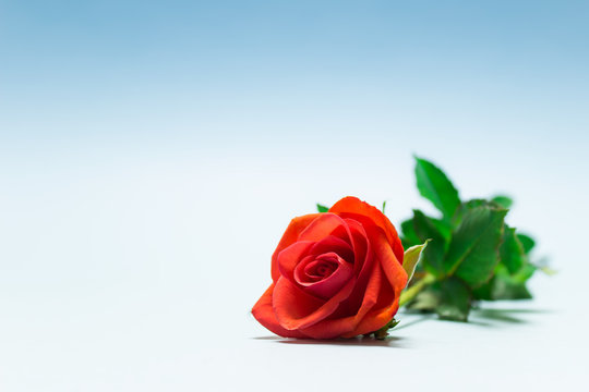 Valentine day love simple scene single red rose on white background. Photo with copy blank space and blue tint.