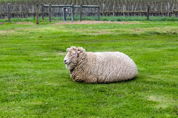 A large white sheep resting on green grass