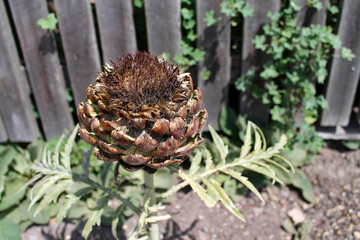 dried brown flower on a plant