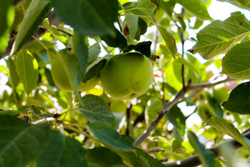 A green apple on a tree