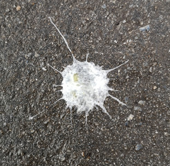 Bird droppings on the pavement as a background