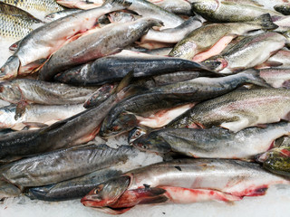 Frozen trout fish in the store as background