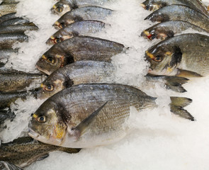 Frozen fish in the store as a background