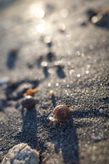 早朝の浜辺