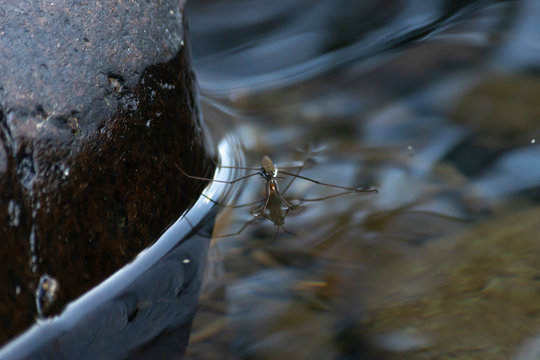 water skimmer bug sitting on top of water over boulders