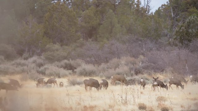 A herd of mule deer eat hungrily from a field of winter brown grass. They are temporarily startled for a few seconds.