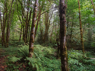 dence green forest with maples and ferns