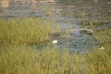 white lotus flower grows on the lake. Lotus is an annual aquatic plant species, closeup view of beautiful lotus.