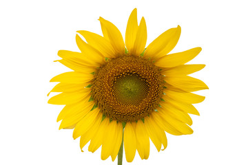 Close up sunflower isolated on white background.