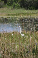 Egret