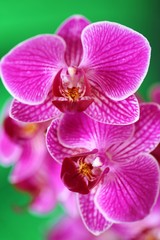 Naklejka na ściany i meble orchid flower (Phalaenopsis) pink closeup .Orchid branch on green nature on a background . floral background