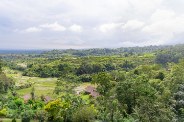 Fototapeta na wymiar A greren rice terraces in mountains. Bali Island, Ubud, Indonesia.
