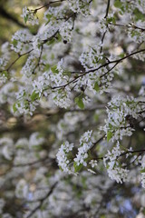 Fototapeta premium Bradford Pear