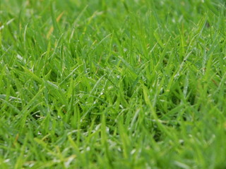 Green grass with water drops of dew. 