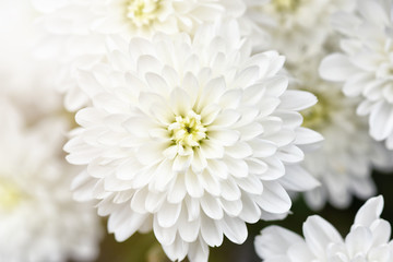 Fototapeta premium Chrysanthemum White background. light closeup of white Chrysant flower with shadows and center on the right with shallow depth of field. pattern and texture from flowers background,Abstract blur.