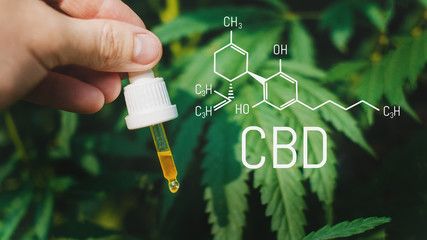 Concept of using CBD oil for Pets, cats, dogs, Cannabidiol Chemical formula, Beautiful background...