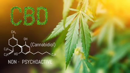 CBD Cannabidiol Chemical formula, Beautiful background of green hemp flowers with a dropper CBD...