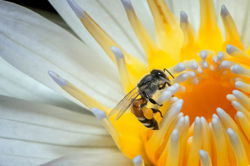 Close Up Bees on a beautiful lotus flower , Macro photography.