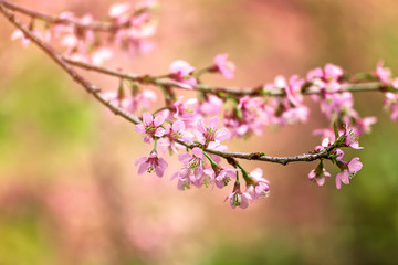 Fototapeta na wymiar Close-up of a beautiful blooming Wild Himalayan Cherry (Prunus cerasoides)