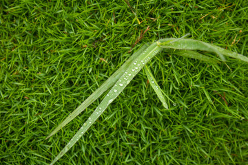 Top view of a plant with dew in natural green grass background. Garden grass texture.