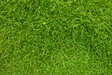 Top view of Nature green grass background. Garden grass texture.
