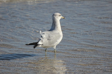 Fototapeta premium Daydreaming