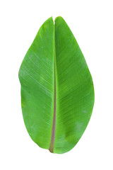 Green banana leaves placed on a white background