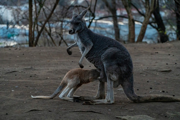 Naklejka na ściany i meble baby kangaroo enters the mother's marsupium