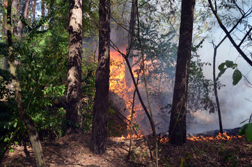 Obraz premium Fire in the forest. Near Kiev, Ukraine.