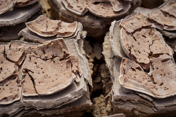 Mud chips in a dried up lake