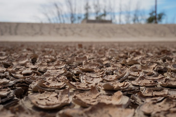 Mud chips in a dry lake