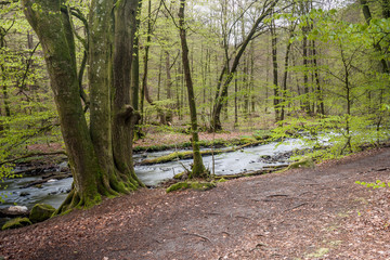 Landscape with a river flowing through misty spring beech forest in a nature reserve in southern Sweden