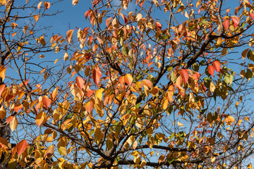 青空に映える紅葉