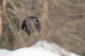 The spotted nutcracker in flight (Nucifraga caryocatactes)