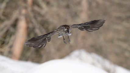The spotted nutcracker in flight (Nucifraga caryocatactes)