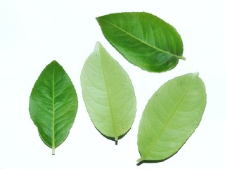 green leaf isolated on white background